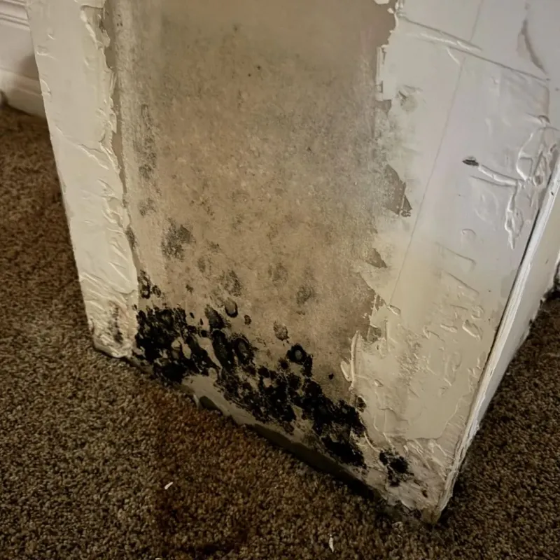 Professional Mold Removal in Jeffersonville, GA